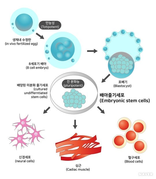 줄기 세포 규제 배아와 배아줄기세포 : 지식iN