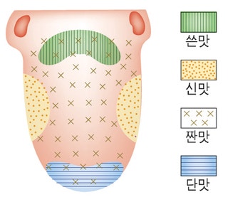 미각 분포 : 지식iN