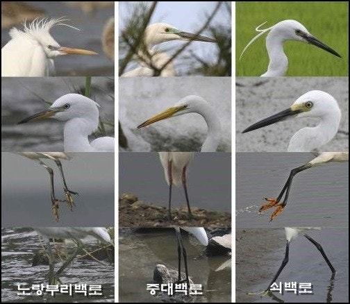 작은백로 이미지