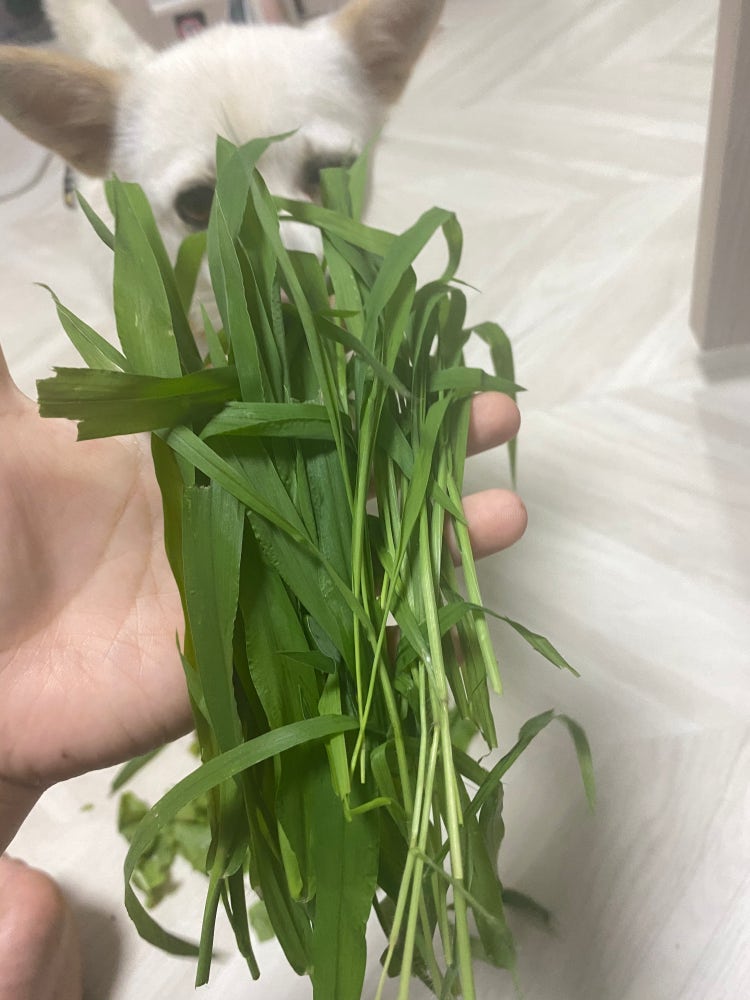 풀 이름 풀 종류 알려주세요 개가 풀을 자꾸 먹어요 : 지식iN