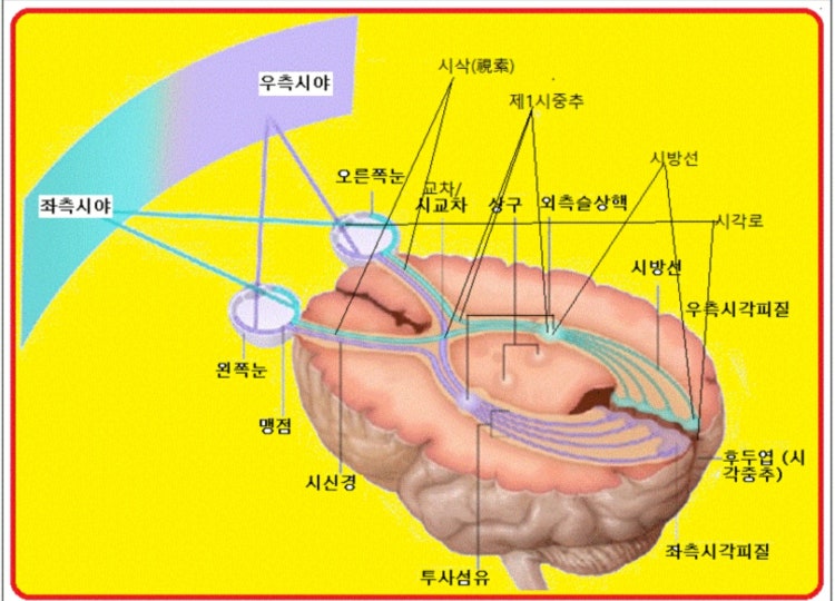 좌뇌 우뇌 시각 : 지식iN