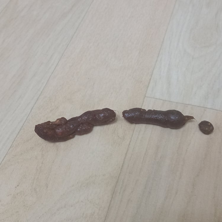강아지 피똥 : 지식iN