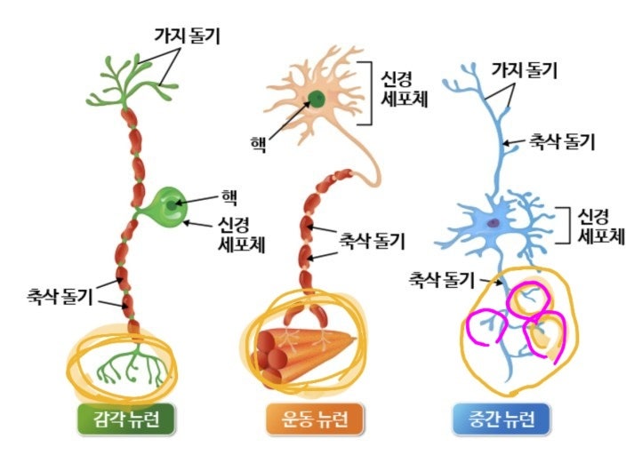 도약전도 신경신호전달 + 뉴런 구조 : 지식iN