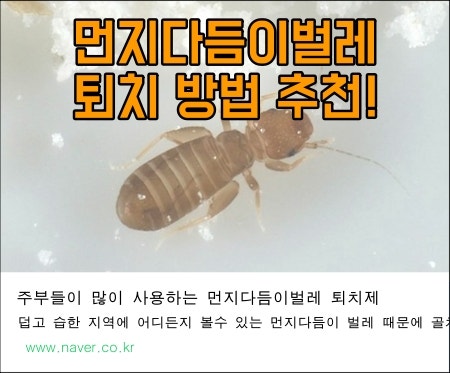 먼지다듬이 벌레 스팀다리미로 죽일수있나요???
