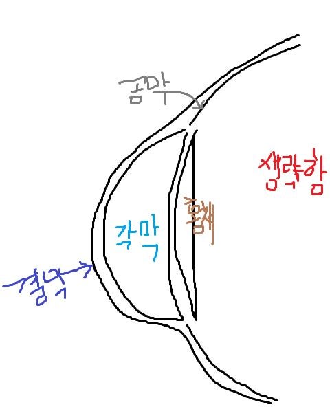 중3 과학 공막 각막 결막 질문 : 지식iN