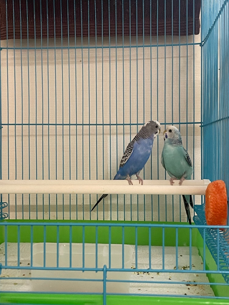 잉꼬 사랑새 한쌍 입양보내요!!!! (부산) : 지식iN