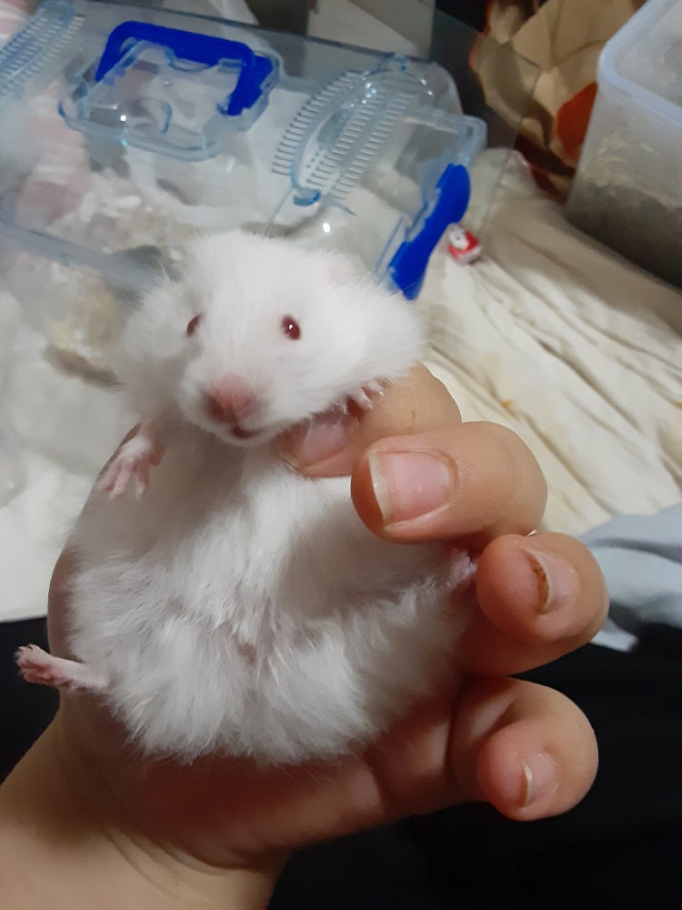 골단 햄스터 분양가 : 지식In
