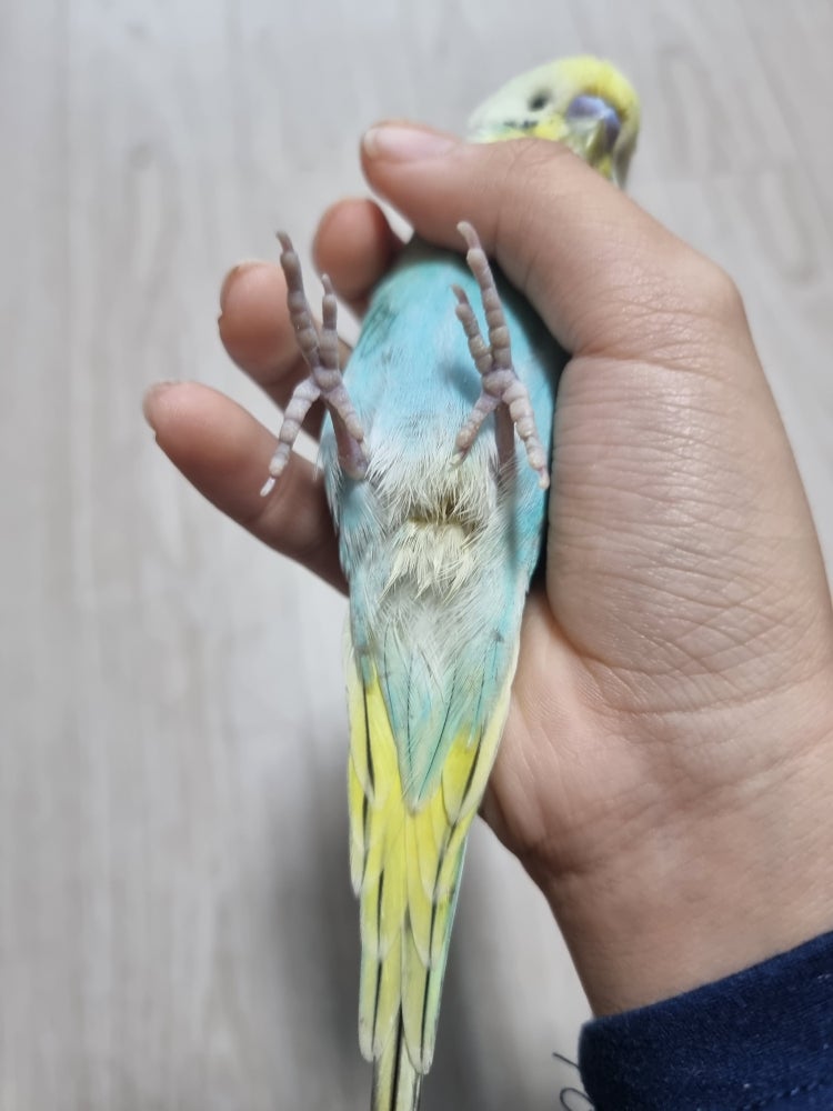 잉꼬 병((급해요 : 지식iN