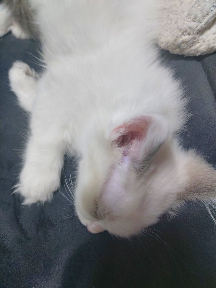아기고양이 얼굴 털 (눈썹) 털갈이 질문이요 ( 랙돌 ) : 지식iN 아기고양이 얼굴 털 (눈썹) 털갈이 질문이요 ( 랙돌 ) : 지식In