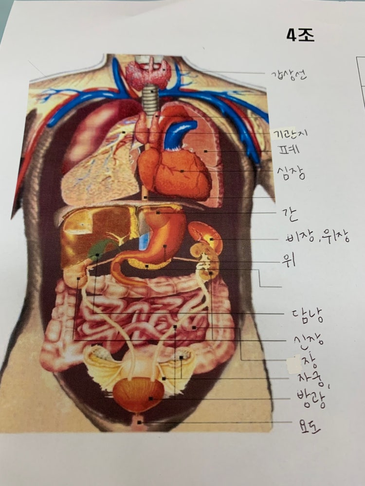 장기이름 알려쥬세요 ㅠ : 지식iN