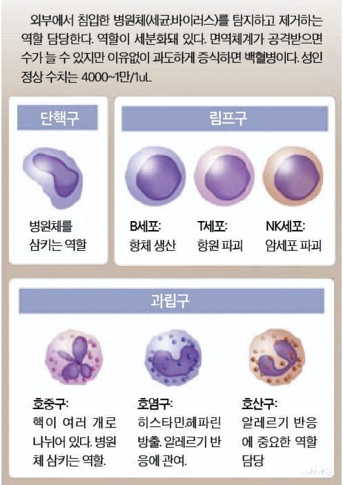 백혈구 종류 : 지식iN