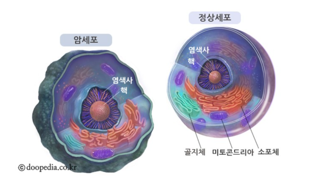 암세포 정상세포 : 지식iN