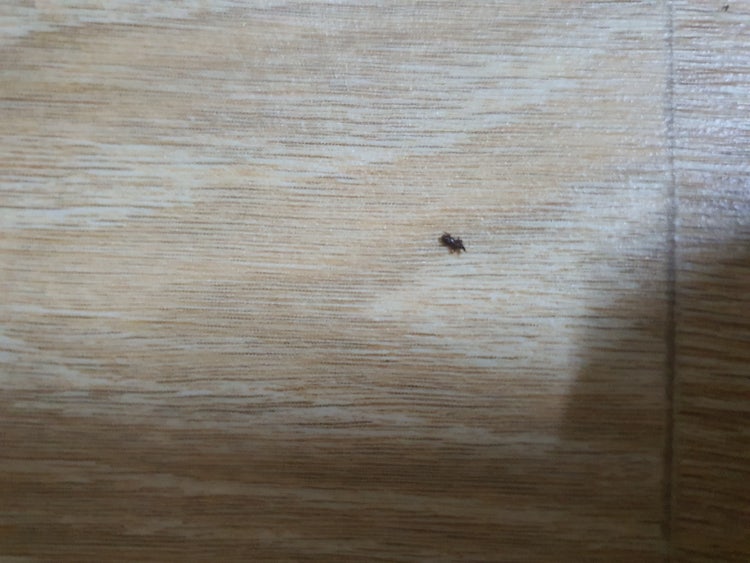 작은 까만 벌레 : 지식iN