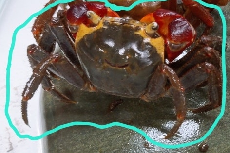 방파제 바다게 종류 사진 속 게 이름이 궁금합니다 : 지식iN
