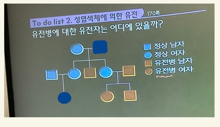 성염색체, 상염색체 유전 구분 : 지식iN