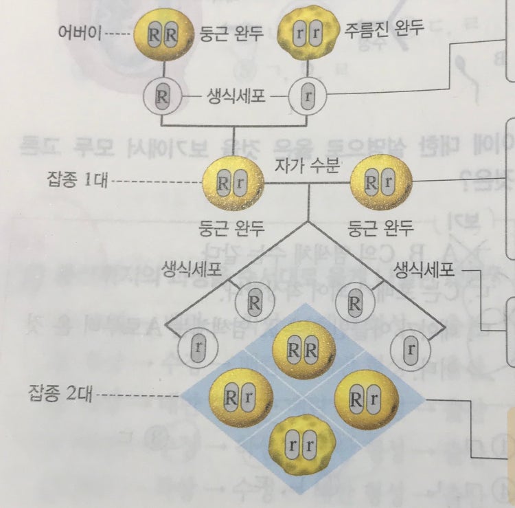 멘델 유전 원리 : 지식iN