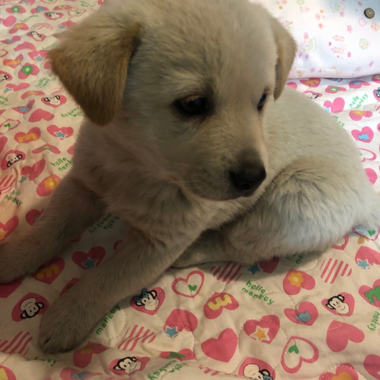 강아지 이름 추천받아요 : 지식In