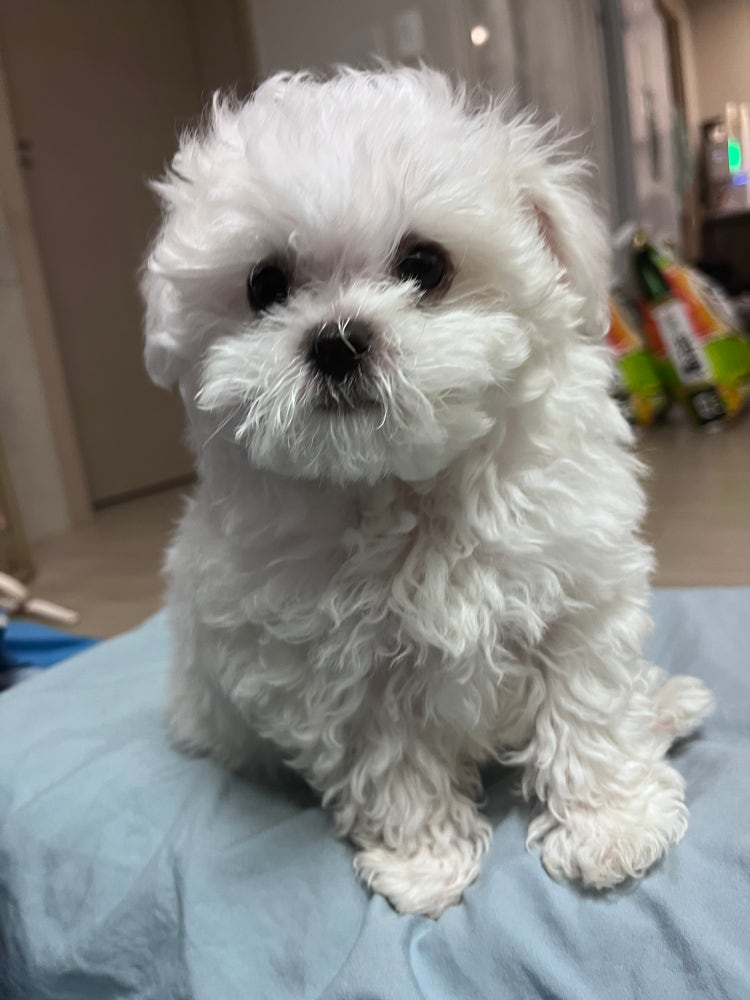 강아지 이름 추천 : 지식In