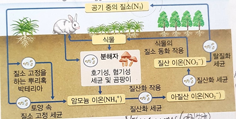 고등화학 질소순환 중에서 : 지식iN
