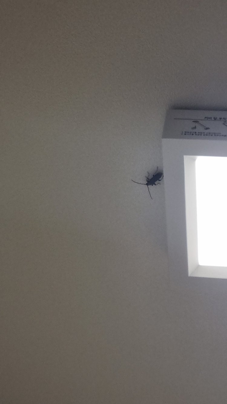 요즘 집에 자꾸 벌레가 나오는데 도대체 왜 나올까요?의 0번 째 이미지
