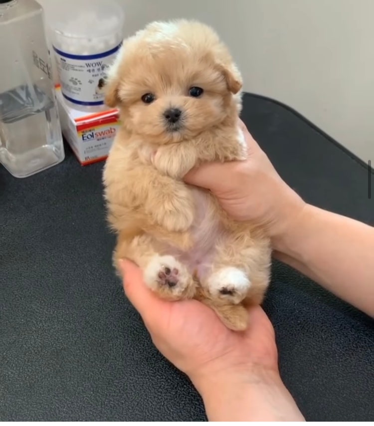 강아지 종류 이름 궁금해요 : 지식iN 강아지 종류 이름 궁금해요 : 지식In