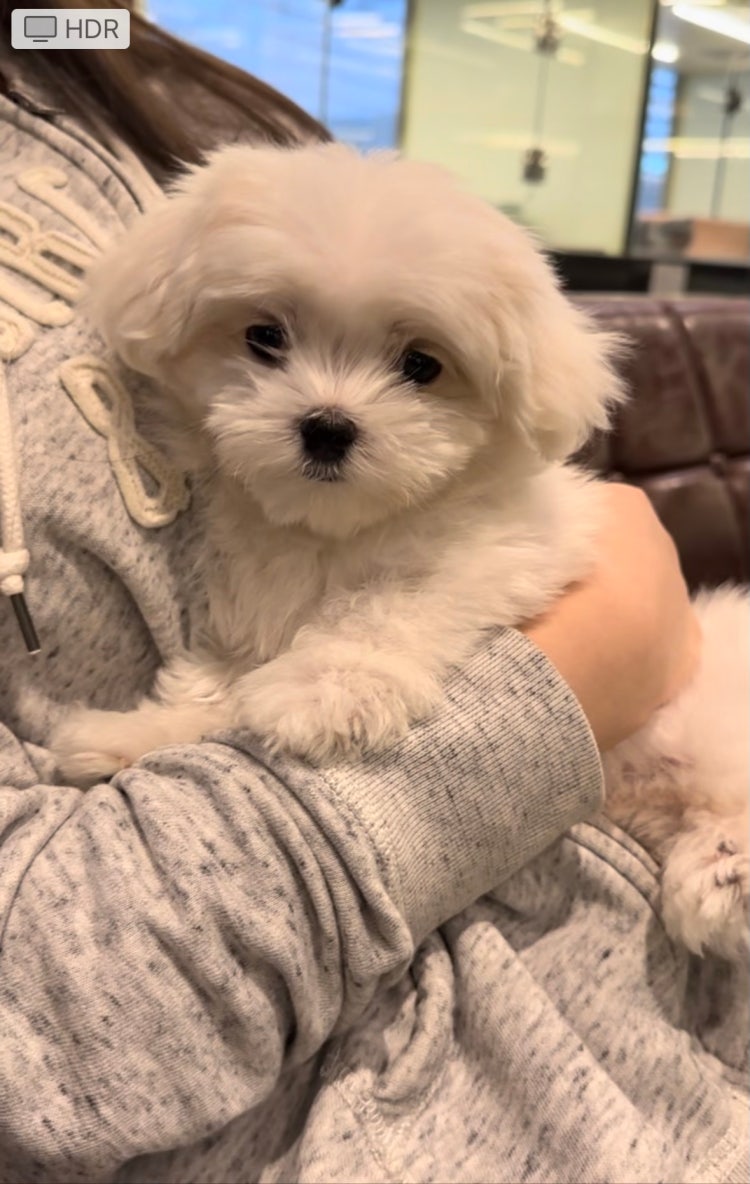 강아지 남자 이름 : 지식In