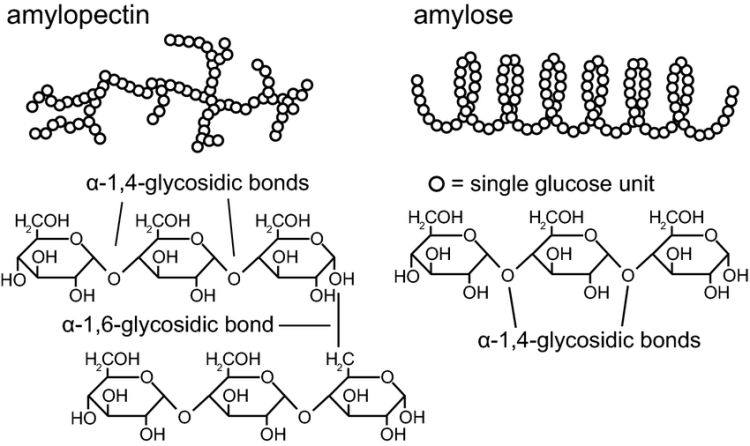 Native Starch Structure 옥수수 녹말의 분자구조 좀 알려주세요! : 지식iN