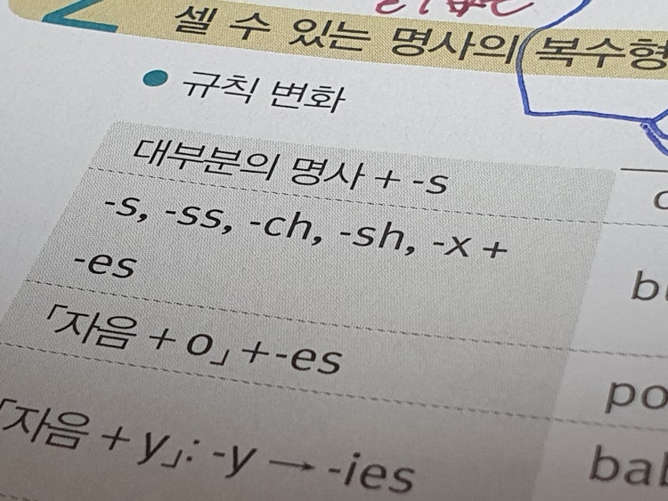 명사 복수형(-es) 질문 : 지식iN