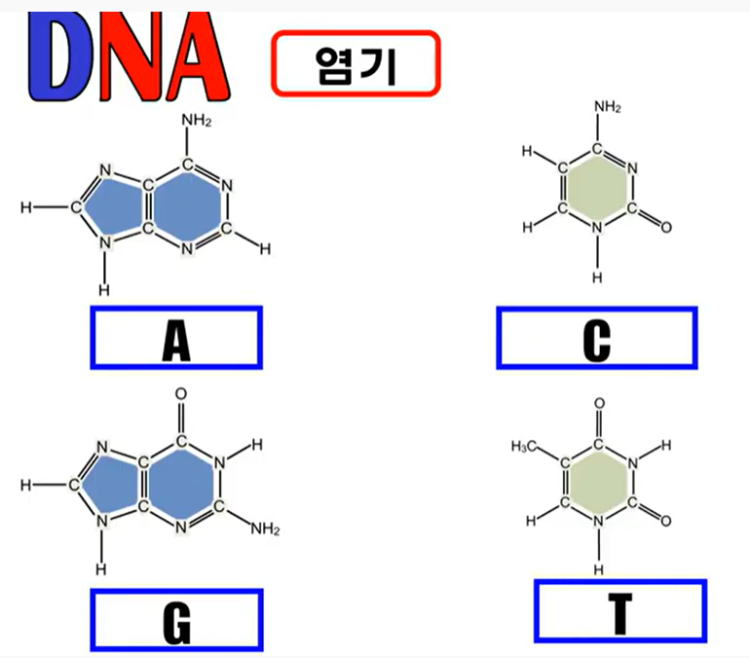 세포 dna,rna 차이점 (역할적인 차이 및 형태적인 차이좀 알려주세요 : 지식iN