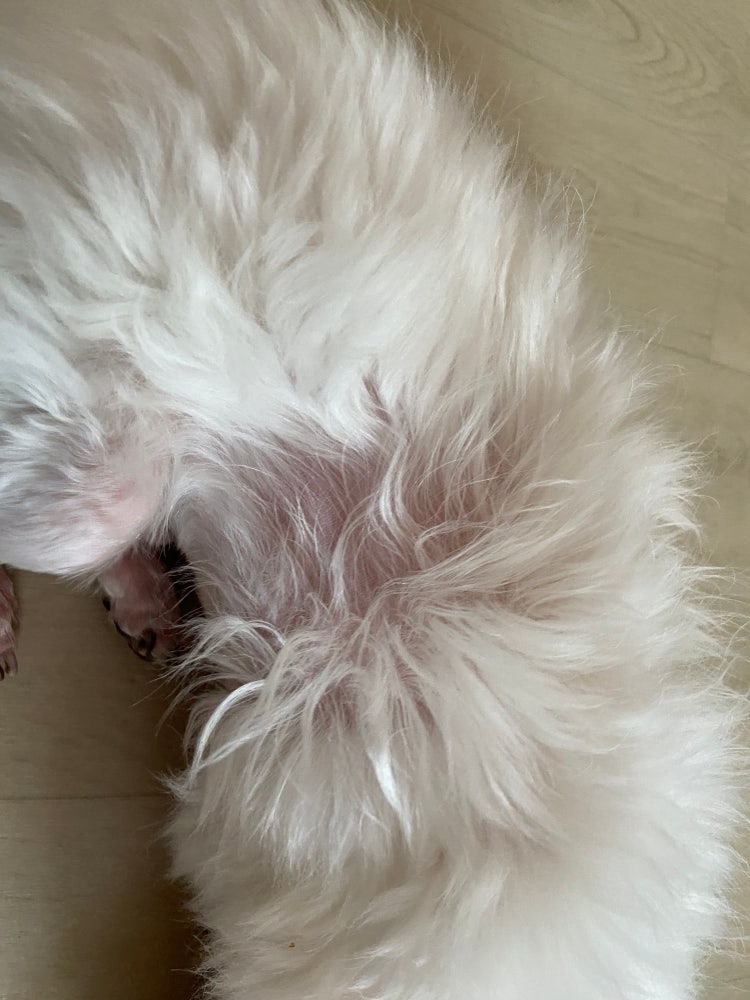 강아지 털 빠짐 : 지식iN 강아지 털 빠짐 : 지식In