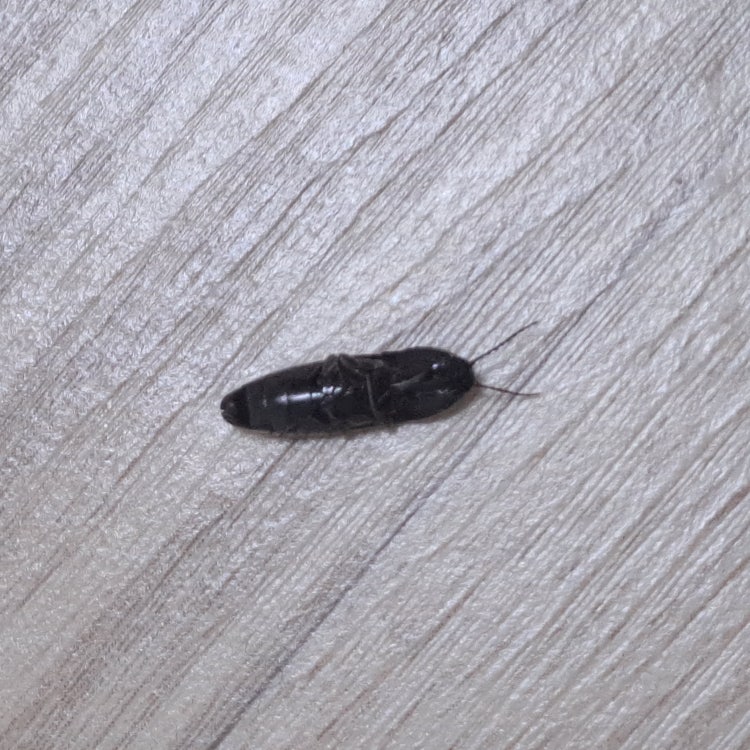 벌레 이름 알려주세요ㅠ 까만색 날개 손가락마디크기 : 지식iN