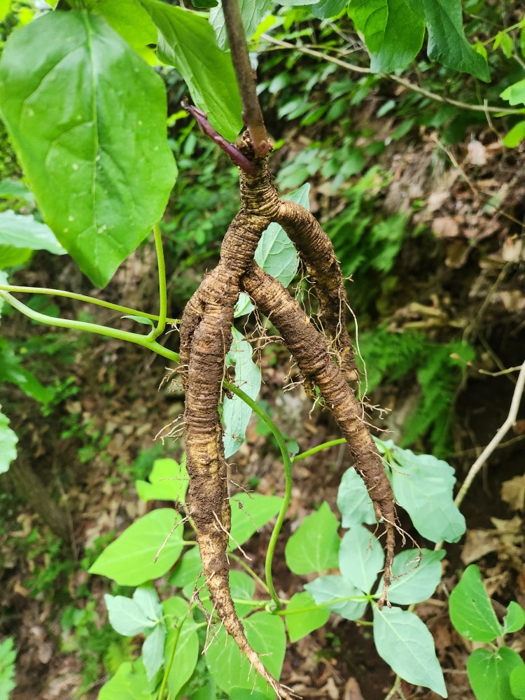산더덕 나이가 궁금합니다 사진있어요! : 지식iN