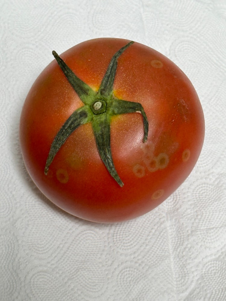 Selecting fresh, unblemished tomatoes at the market