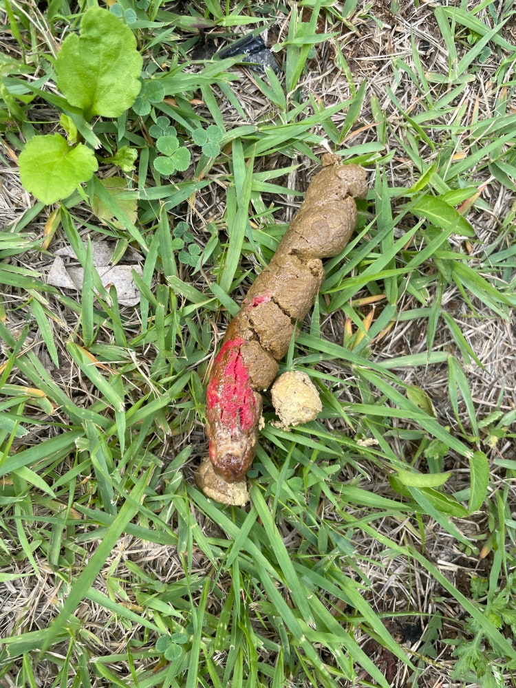 강아지 이런 혈변(피똥) 보신 분 이유도요ㅜㅜ : 지식iN