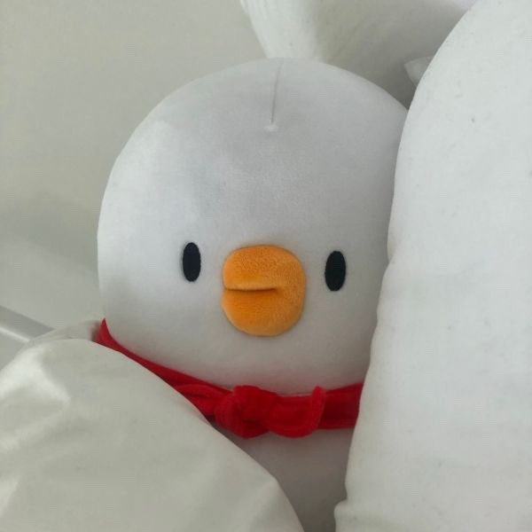 이 오리짤 어디서 구할 수있나요? : 지식iN