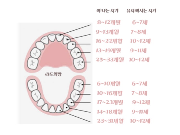 치아 빠지는 순서 만나이 인가요? : 지식iN