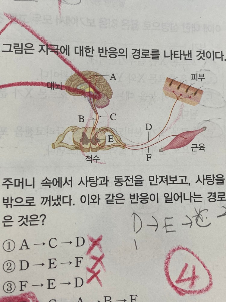 자극과 반응 자극 반응 경로 : 지식iN