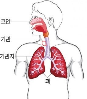 침 삼킬 때 오른쪽 쇄골 옆 몽우리 : 지식In