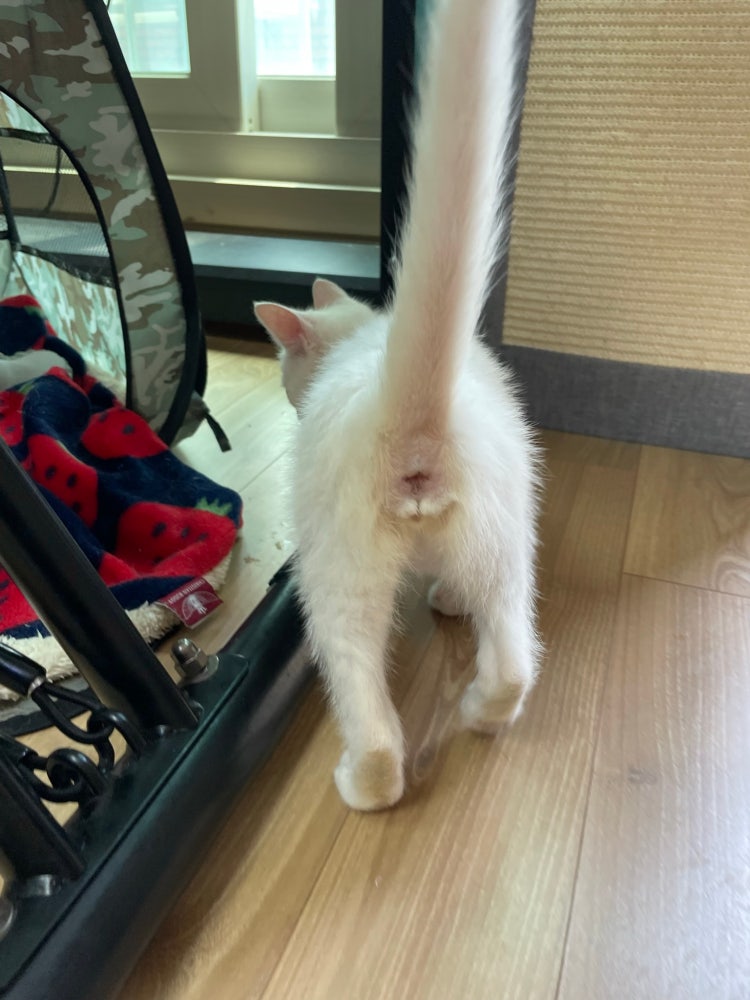 (똥꼬 사진 있어요) 아기고양이 암수 구분 : 지식iN