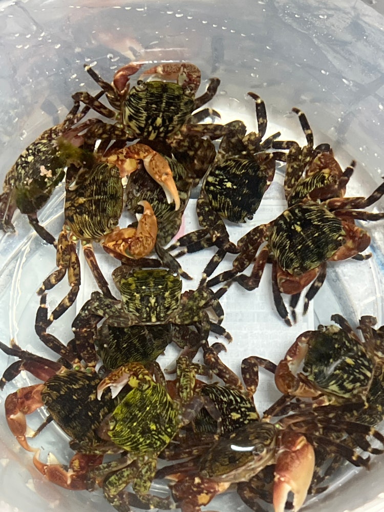 바다 게 종류 : 지식iN