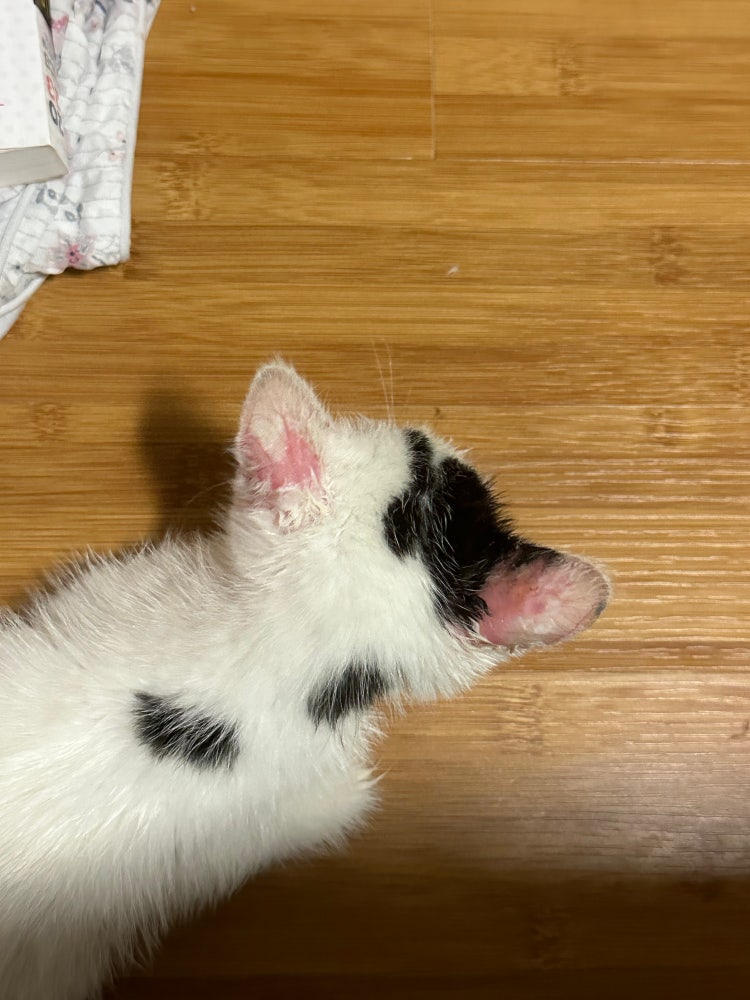 아기고양이 귀뒤 털 빠짐 외 목 발 털 빠짐 : 지식iN 아기고양이 귀뒤 털 빠짐 외 목 발 털 빠짐 : 지식In