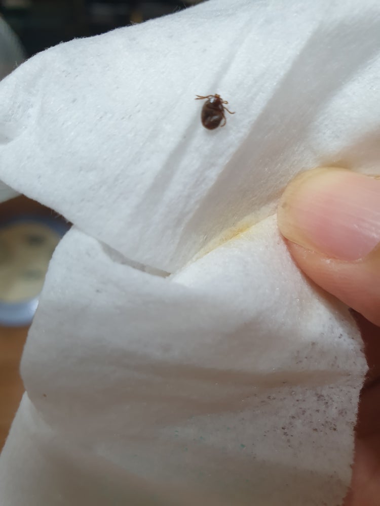 진드기 물림 : 지식iN