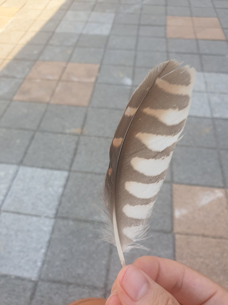내공)100 새 종류 질문(깃털) : 지식iN