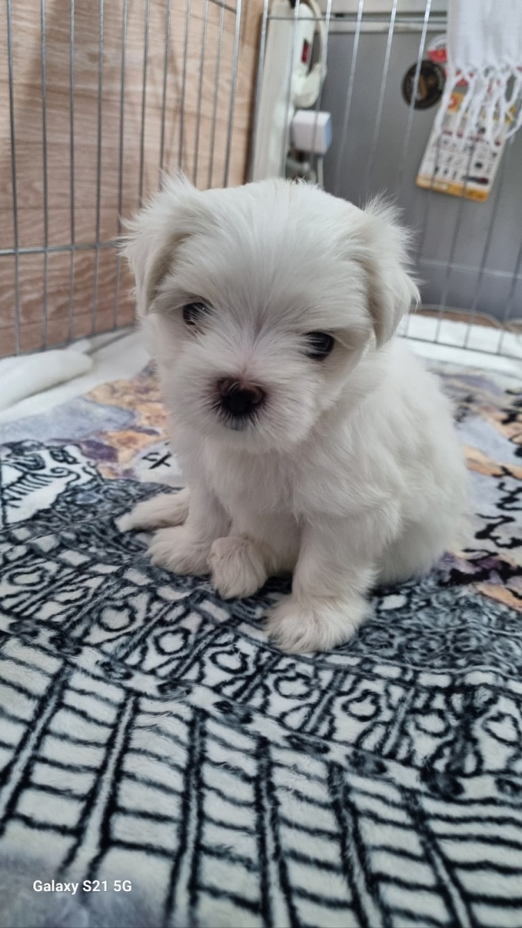 강아지 이름 추천 : 지식In
