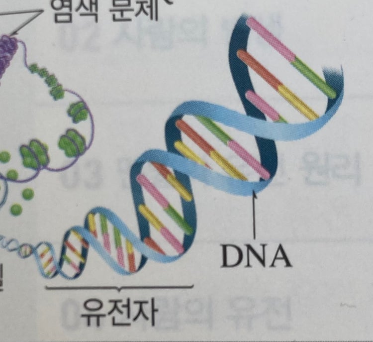 중3 DNA구조 : 지식iN