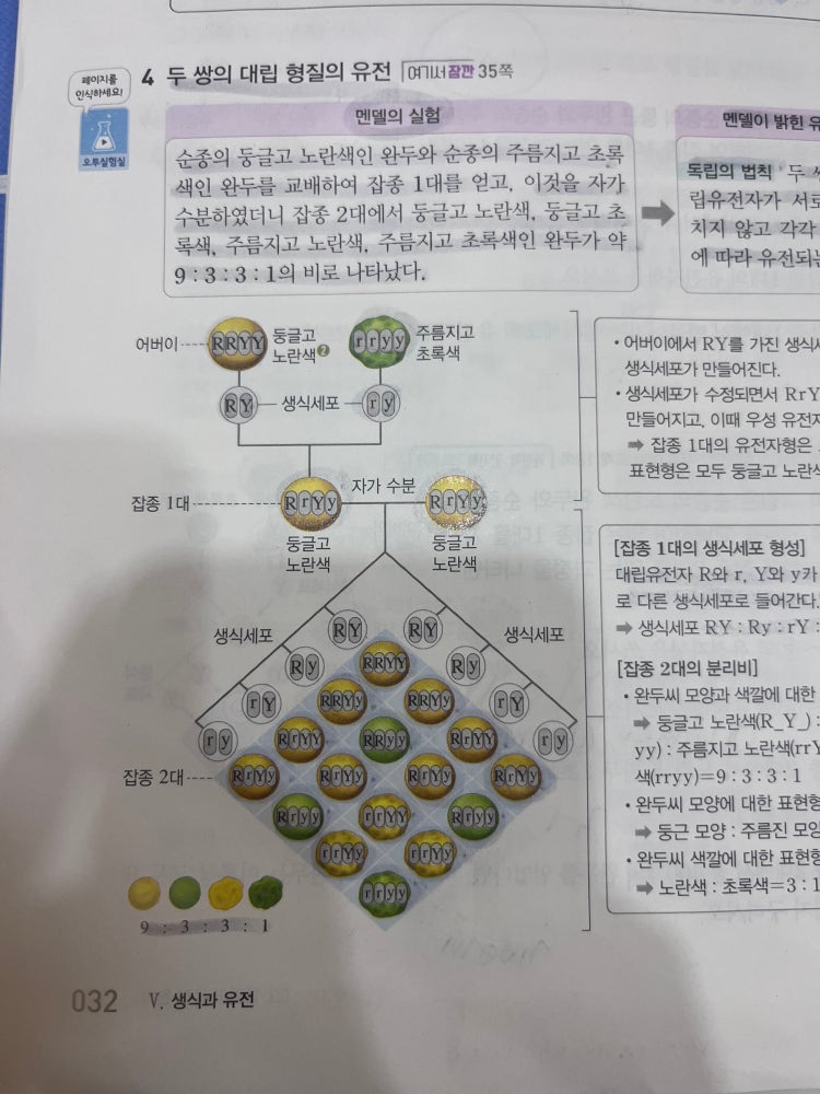 멘델의 유전 원리 독립의 법칙 : 지식iN