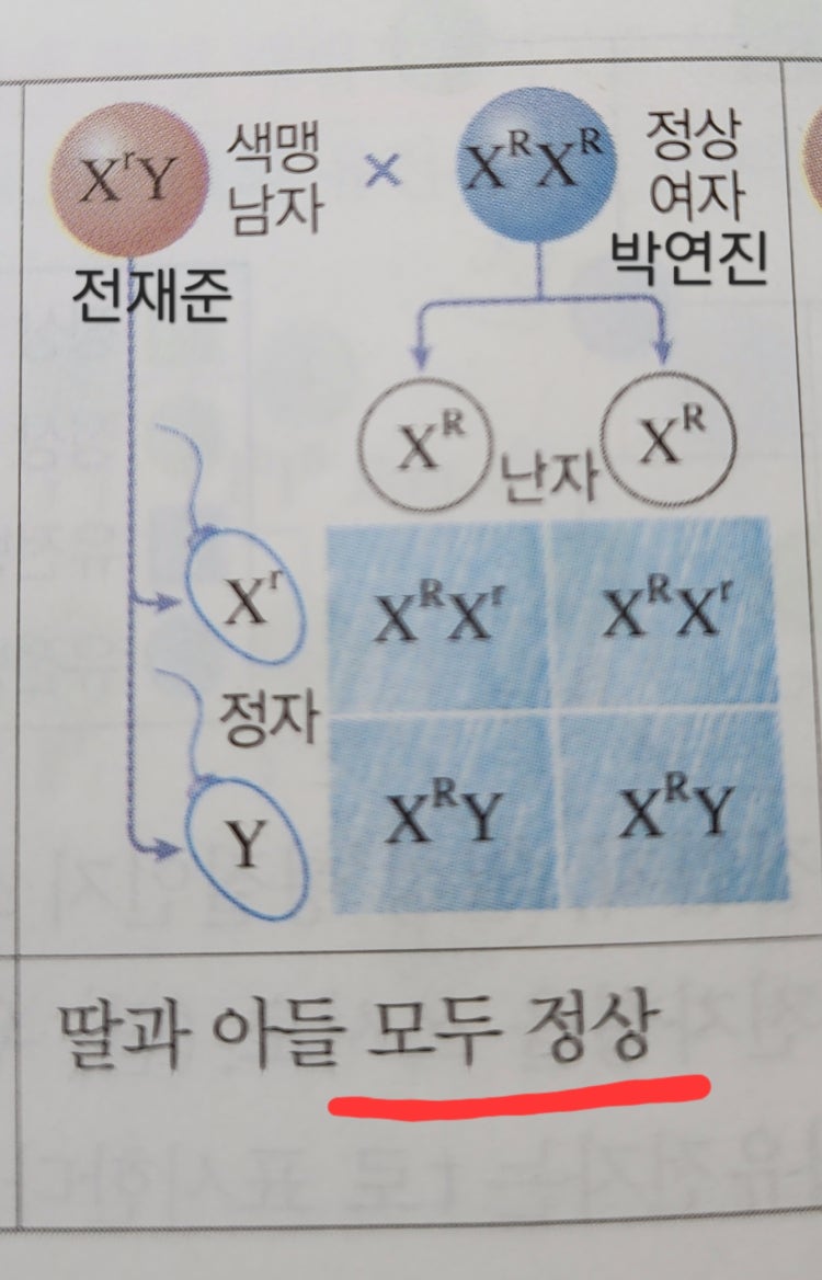 더글로리 적록색맹 유전 : 지식iN