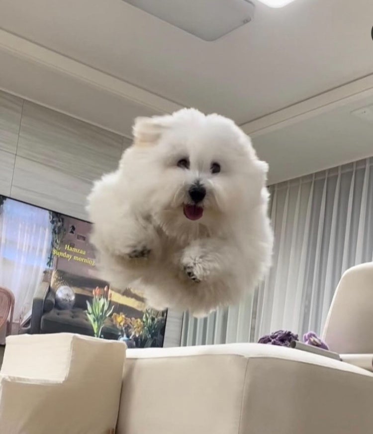 꼬똥 드 툴레아 : 지식iN