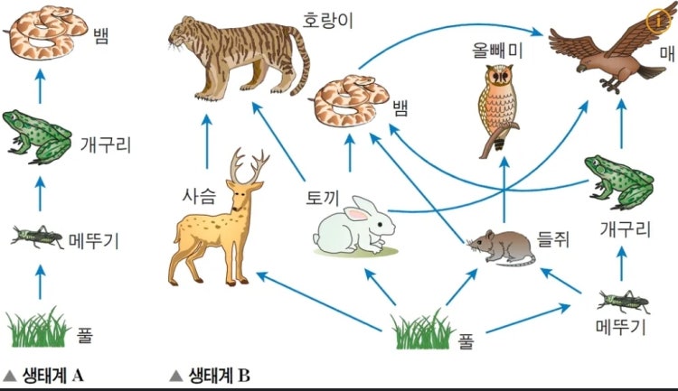 먹이그물 먹이사슬 질문 : 지식iN