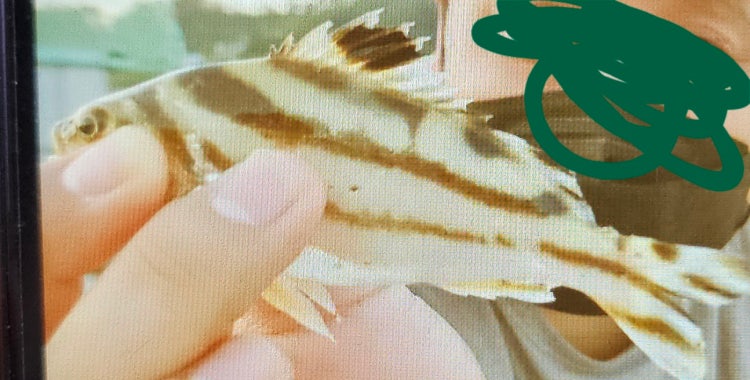 이거 돗돔 치어인가요??????? 내공 300 : 지식iN